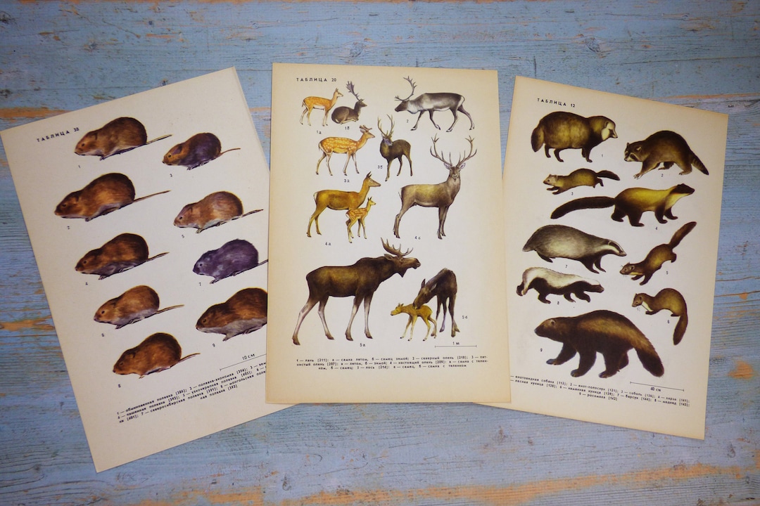 40 Mammals Illustration Animal Book Plates Vintage Animal Book Etsy