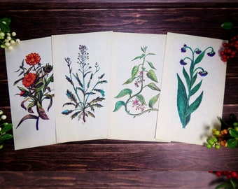 Stampe botaniche d'epoca: 49 illustrazioni di erbe e fiori, pagine di libri dell'URSS