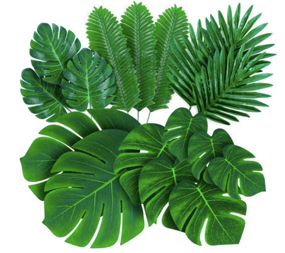 baum-philodendron kaufen Philodendron Selloum ⭥60cm - 