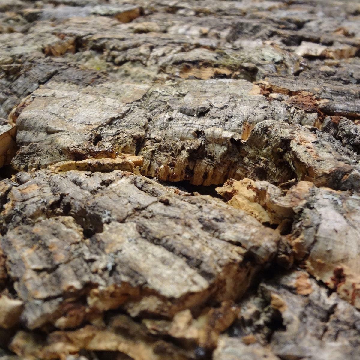 Pannello da parete in sughero parete in sughero piastra per terrario  corteccia di sughero -  Italia