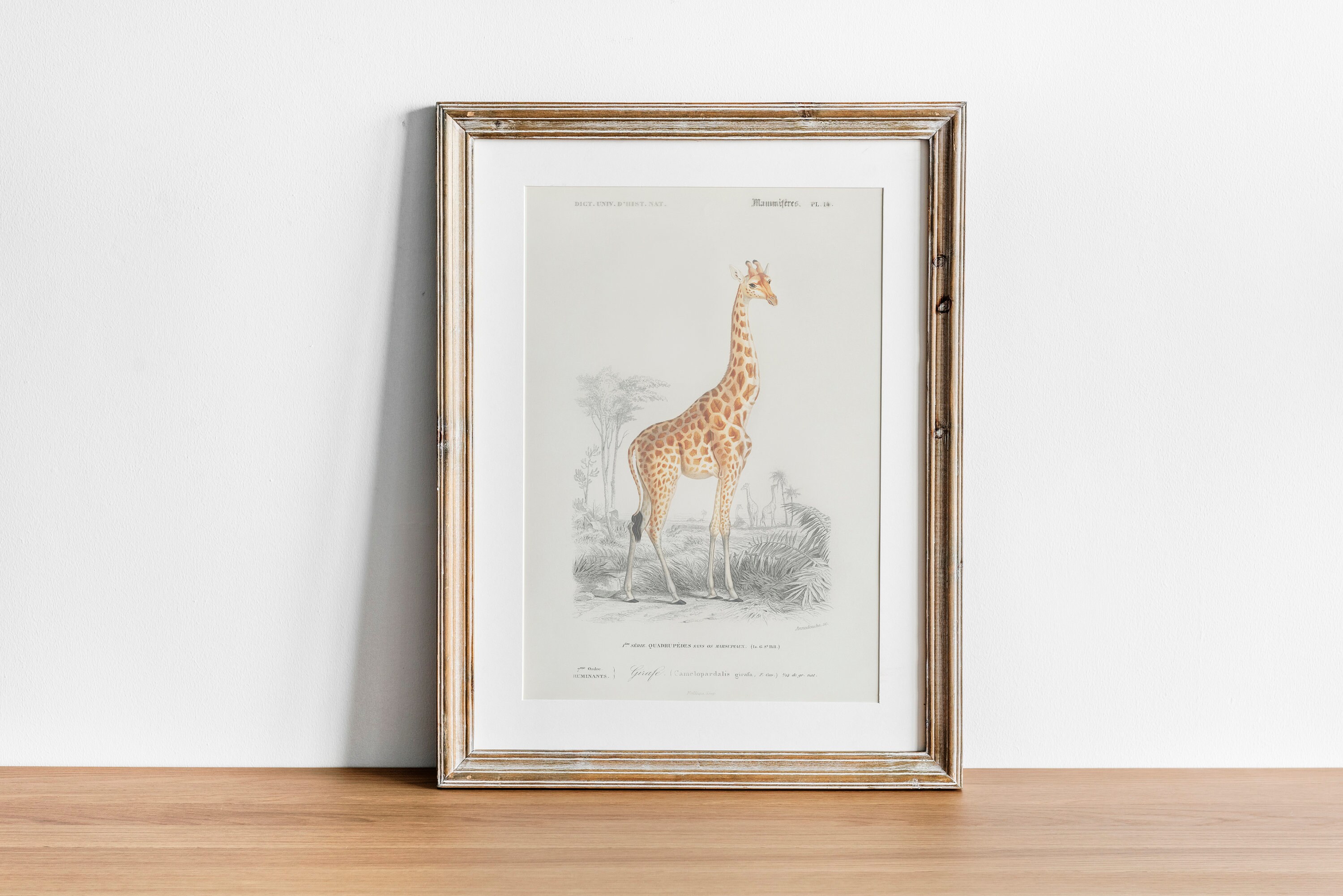 Vintage Giraffe Print Vintage Safari Print Antique Giraffa - Etsy UK