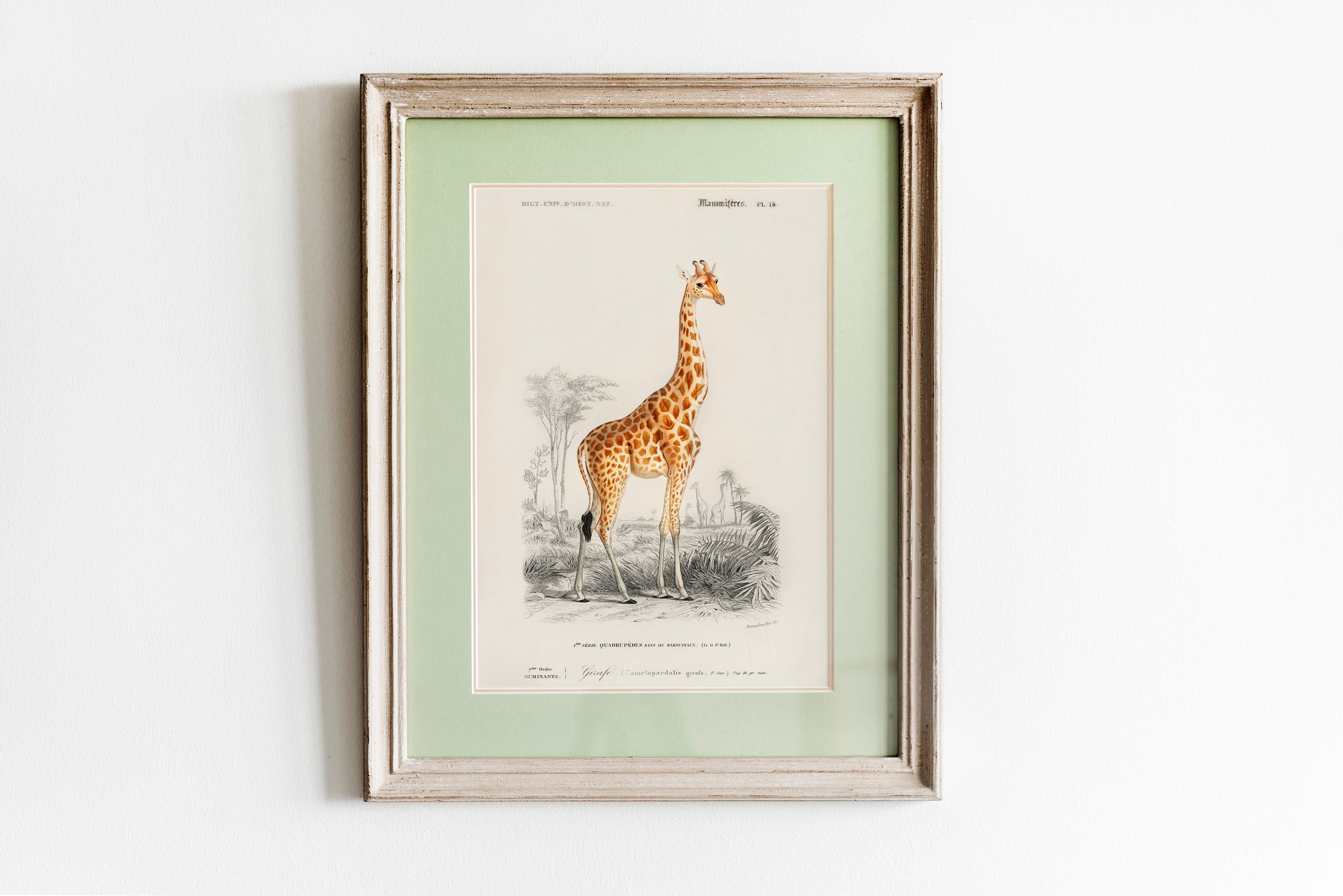 Vintage Giraffe Print Vintage Safari Print Antique Giraffa - Etsy UK