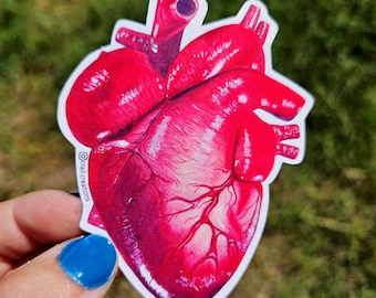 Anatomical Heart Sticker: Hand-drawn Colored Pencil Art, Waterproof Vinyl