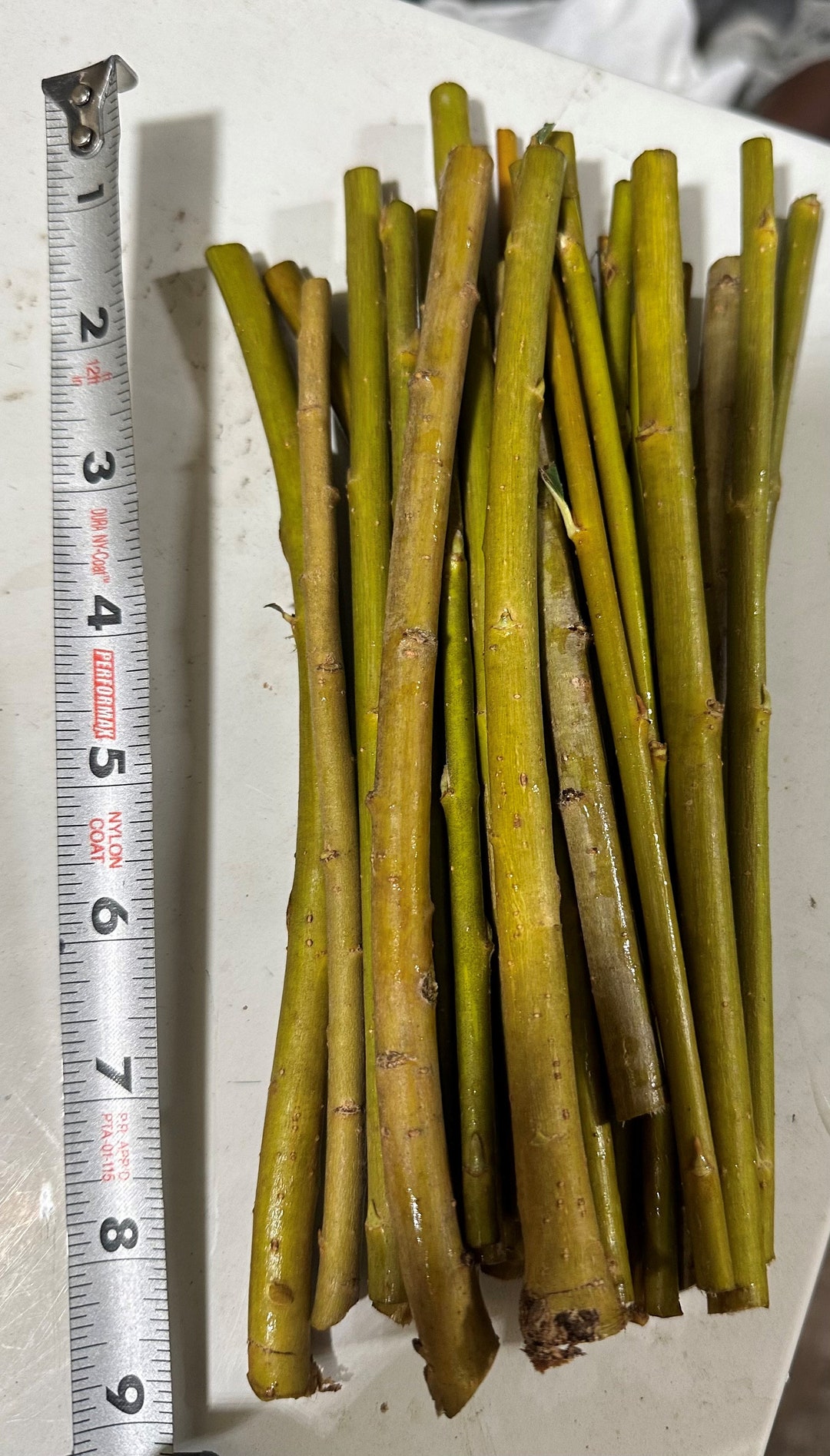 Weeping Willow Cuttings 15, Weeping Willow, Wisconsin, Salix Pendulina, Weeping, Cutting Etsy