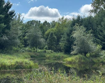 Weeping Willow Cuttings (15): Wisconsin Hardy Salix Pendulina