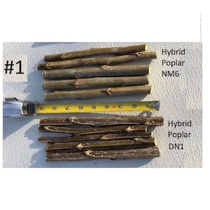 Hybrid Poplar Cuttings: NM6, DN1 Clones