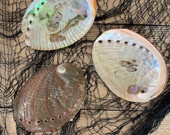 Small Abalone Shell