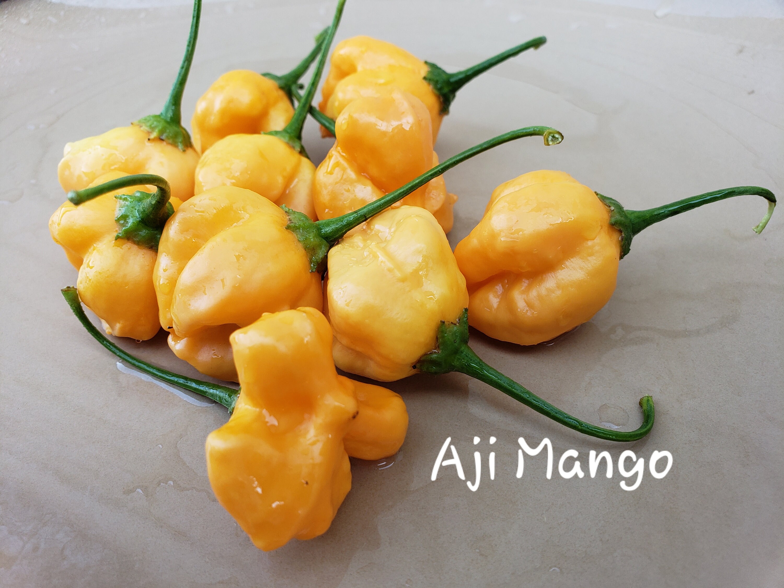 Aji Bitches