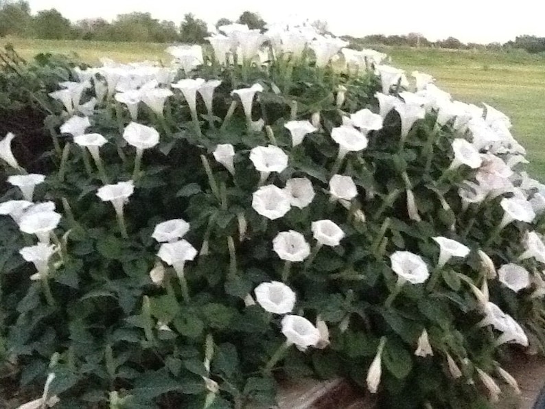 Organically Grown Moonflower Seeds Etsy