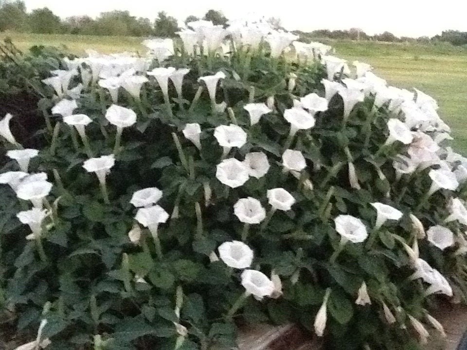 Organically grown Moonflower seeds