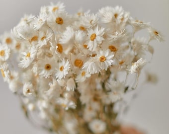 Dried white daisies / dried rodanthe natural / rustic home decor / rustic wedding decoration