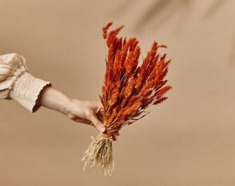 Burnt orange dried lagurus - terracota color bunny tails / wholesale dried flowers