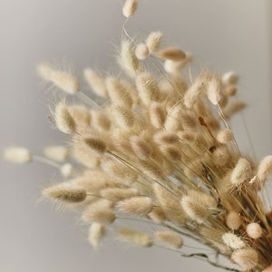 Natural dried lagurus - natural color bunny tails / wholesale dried flowers