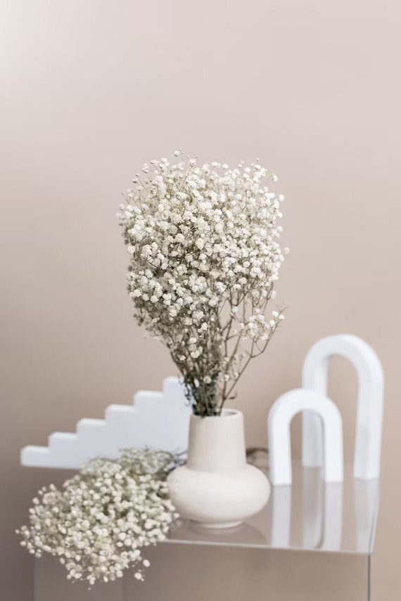 Dried Babys Breath Gypsophila White Flowers Stock Photo