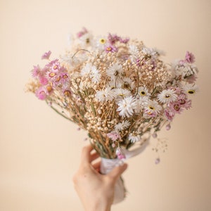 Dried Daisy Bunch, Dried Ammobium, Winged Everlasting, Natural