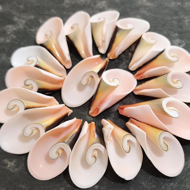 Aperture Shell Korallen und muscheldeko - Etsy.de