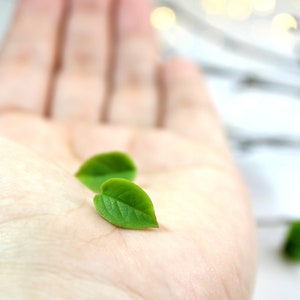 May include: Two small green leaves are held in the palm of a hand. The leaves are heart-shaped and have a smooth texture.