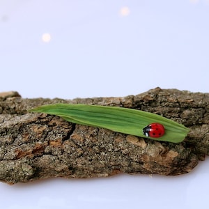 May include: A small red ladybug on a green leaf resting on a piece of brown bark.
