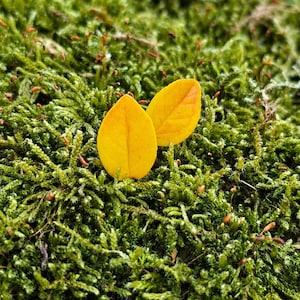 Höst Statement Örhängen Små Formade Höstlöv Inlägg: Polymer Clay Nature Smycken