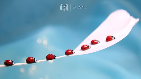 Ladybug Pin Realistic Miniature Red Bug Brooch Tiny Scarf Pin