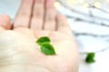 Green Leaf Stud Earrings: Polymer Clay Nature Jewelry product logo