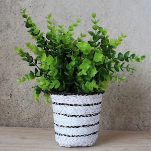 May include: A potted plant with green leaves in a white and black striped woven planter.
