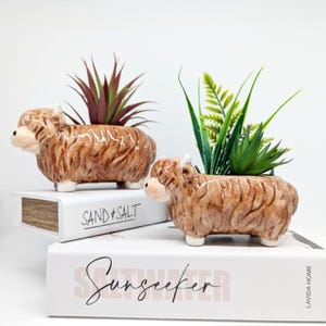 Highland Cow-planterpot | Vetplantenbak | Cadeaus Schotse Hooglanders