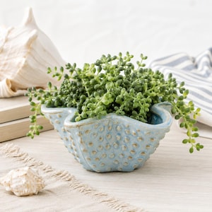 May include: A light blue ceramic planter with a textured, dotted surface shaped like a sea urchin. The planter contains a trailing green succulent plant with small, round leaves that spill over the scalloped, wavy edges of the container.