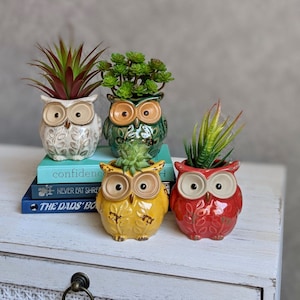 May include: Four ceramic owl-shaped planters in cream, green, yellow, and red, each holding a different succulent. The planters sit on a white surface with books that have the titles "confidence", "Never Eat Shredded Wheat", and "The Dads' Book".