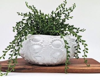 Coastal White Anemone Urchin Bowl Planter Pot, 20cm | Coastal Gifts | Coastal Home Decor | Pots for Plants | Urchin Gifts