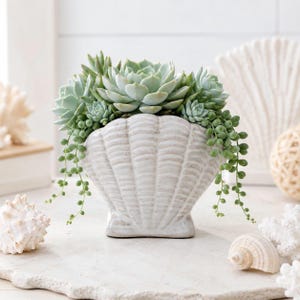 May include: A white ceramic planter shaped like a seashell, filled with a variety of green succulents and trailing string of pearls plants. The planter features a textured, ribbed surface and sits upright, showcasing the natural plant arrangement.