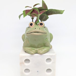 Green Frog Planter Pot, 12cm | Frog Gifts | Succulent Planter | Quirky Pot | Frog Decor | Green Home Decor | Indoor Planter | Pot for Plants
