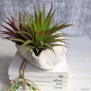 May include: A white ceramic planter shaped like a seashell with a succulent plant inside. The planter is sitting on top of a stack of white books with the text "do what you love" written on the top book.