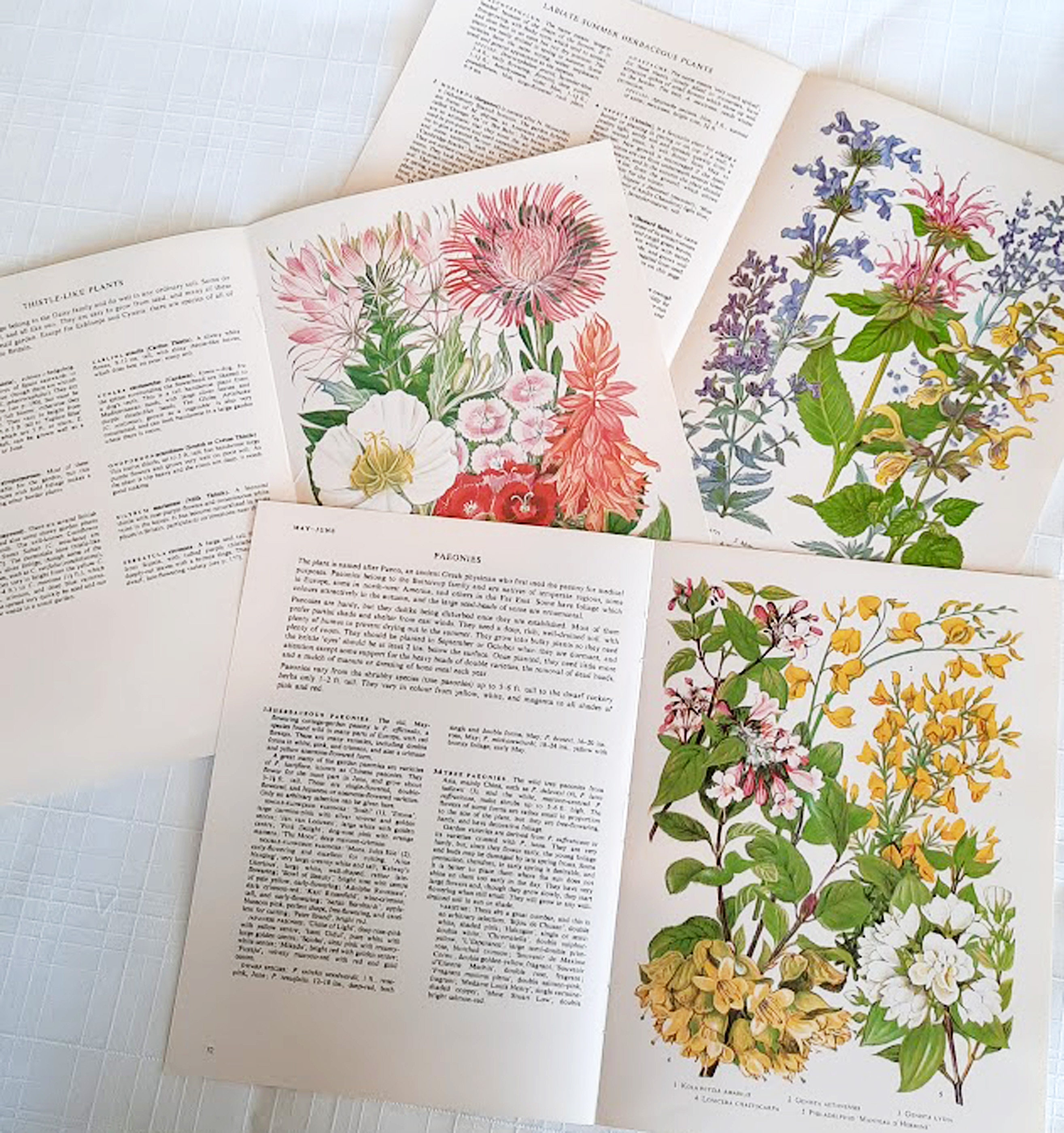 6 Vintage Garden Flower Book Pages Botanical Floral Ephemera Etsy