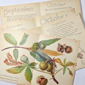 Wrzesień Edith Holden Vintage Book Pages Pack Wiejski pamiętnik edwardiańskiej damy Notatki o naturze Ephemera Kolaż Materiały Junk Journal
