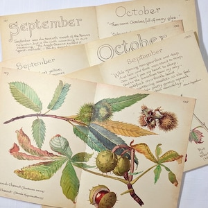 September Edith Holden Vintage Book Pages Pack The Country Diary of an Edwardian Lady Nature Notes Ephemera Collage Supplies Junk Journal