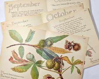 September Edith Holden Vintage Book Pages Pack The Country Diary of an Edwardian Lady Nature Notes Ephemera Collage Supplies Junk Journal