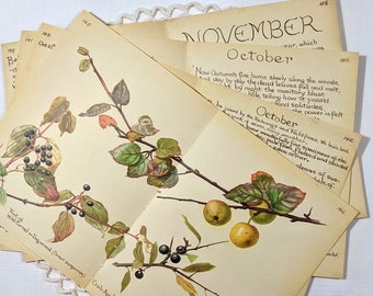 October Edith Holden Vintage Book Pages Pack The Country Diary of an Edwardian Lady Nature Notes Ephemera Collage Supplies Junk Journal