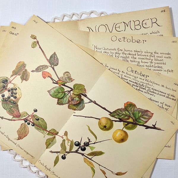 October Edith Holden Vintage Book Pages Pack The Country Diary of an Edwardian Lady Nature Notes Ephemera Collage Supplies Junk Journal