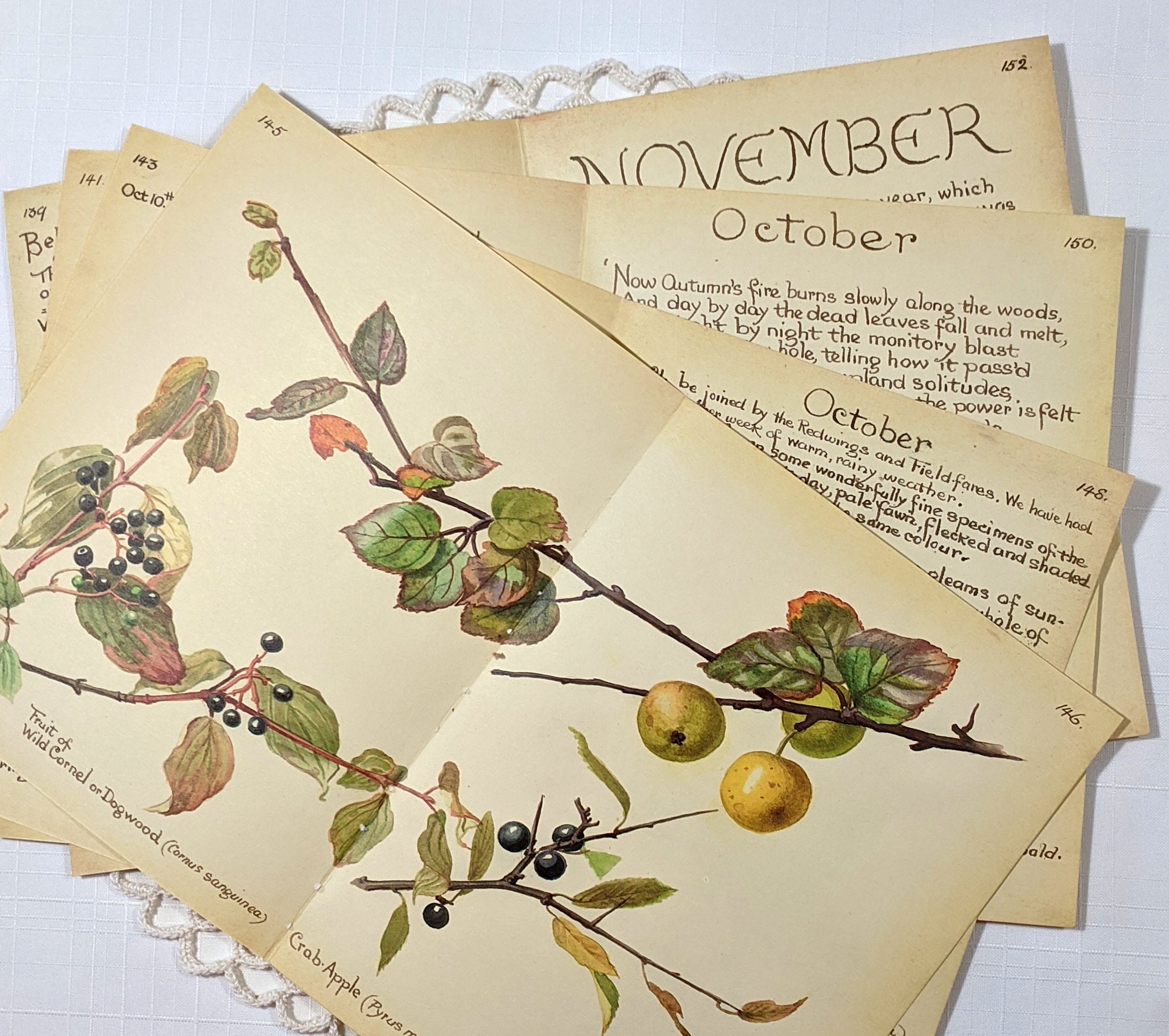 October Edith Holden Vintage Book Pages Pack The Country Diary of an Edwardian Lady Nature Notes Ephemera Collage Supplies Junk Journal