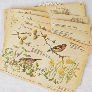 Edith Holden Vintage March Pages Country Diary of an Edwardian Lady Nature Ephemera Scrapbooking Junk Journalling Birds Eggs Flowers Edith Holden Vintage March Pages Country Diary of an Edwardian Lady Nature Ephemera Scrapbooking Junk Journalling Birds Eggs Flowers