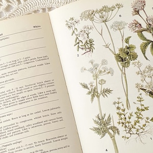 16 Vintage Wild Flower Book Pages Botanical Floral Ephemera Pack Nature Field Guide Junk Journal Planner Collage Supplies Mixed Media Craft image 3