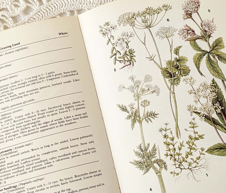 16 Vintage Wild Flower Book Pages Botanical Floral Ephemera Pack Nature Field Guide Junk Journal Planner Collage Supplies Mixed Media Craft image 3