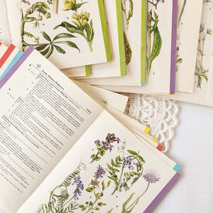 16 Vintage Wild Flower Book Pages Botanical Floral Ephemera Pack Nature Field Guide Junk Journal Planner Collage Supplies Mixed Media Craft image 4