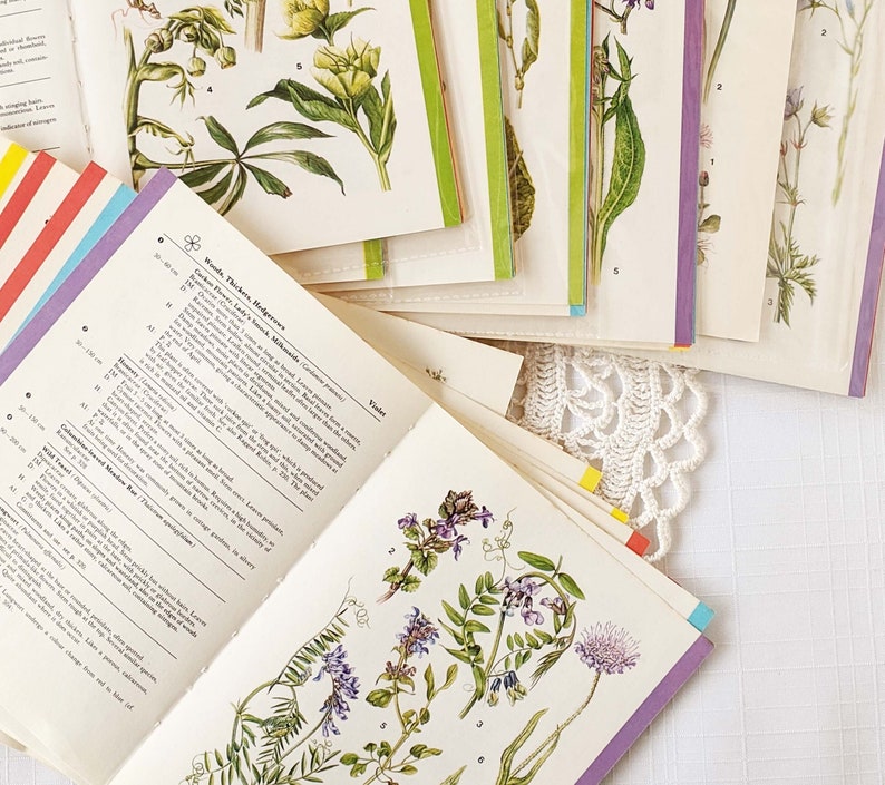 16 Vintage Wild Flower Book Pages Botanical Floral Ephemera Pack Nature Field Guide Junk Journal Planner Collage Supplies Mixed Media Craft image 4