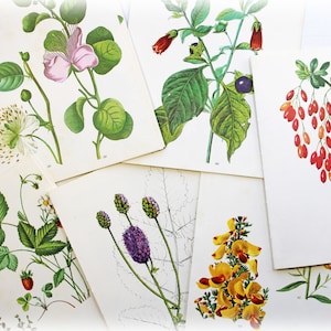 12 vintage boekenpagina's kruiden en geneeskrachtige bloemen botanicus botanische bloemen ephemera pack natuur veldgids ongewenste tijdschrift collage gemengde techniek