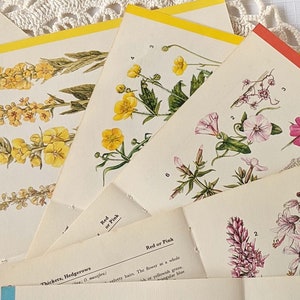 16 Vintage Wild Flower Book Pages Botanical Floral Ephemera Pack Nature Field Guide Junk Journal Planner Collage Supplies Mixed Media Craft image 6