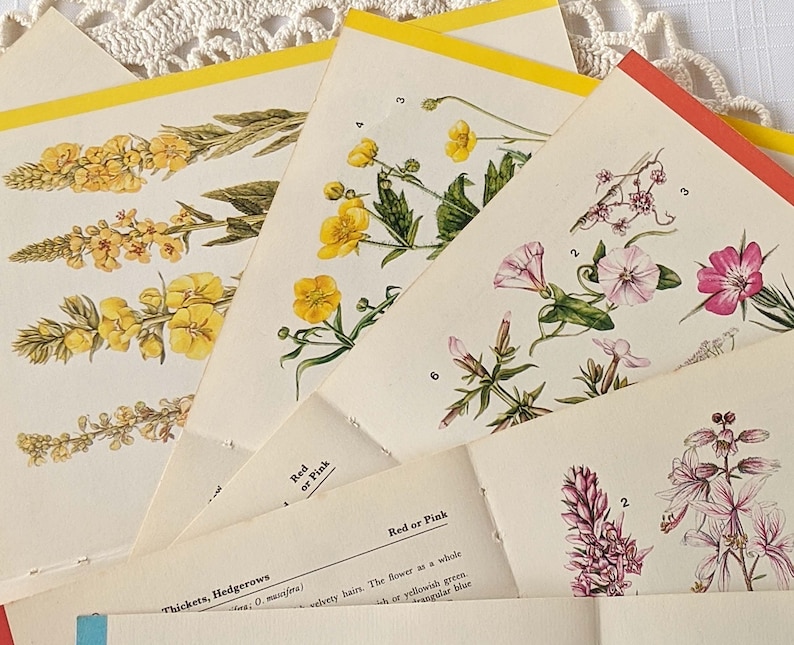 16 Vintage Wild Flower Book Pages Botanical Floral Ephemera Pack Nature Field Guide Junk Journal Planner Collage Supplies Mixed Media Craft image 6