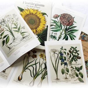 12 Vintage Floral Book Pages Botanical Flower Ephemera Pack Nature Garden Field Guide Junk Journal Planner Collage Supplie Mixed Media Craft