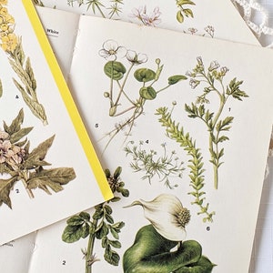 16 Vintage Wild Flower Book Pages Botanical Floral Ephemera Pack Nature Field Guide Junk Journal Planner Collage Supplies Mixed Media Craft image 8